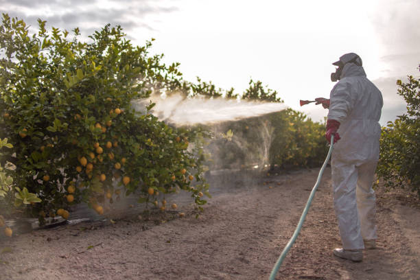 Best Spider Control Near Me  in Royse City, TX