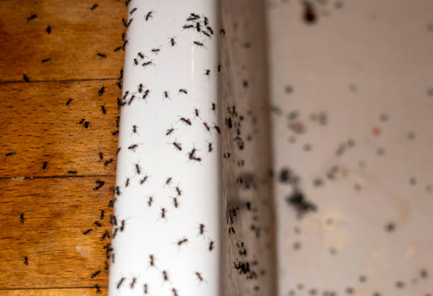 Best Exterminator Services  in Royse City, TX